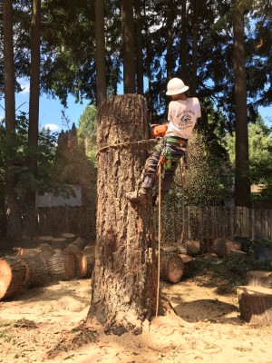 Tree Removal Company
